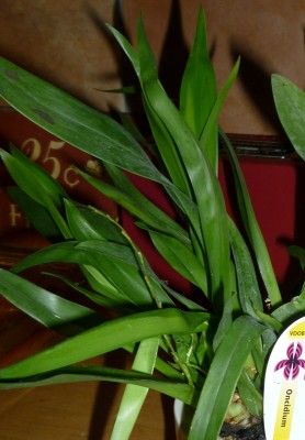 oncidium_2.jpg