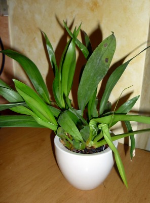 oncidium_1.jpg