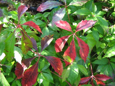 IMG_2025.JPG