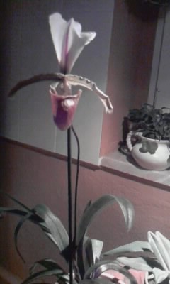 ..und noch ne Frauenschuh Orchidee...JPG
