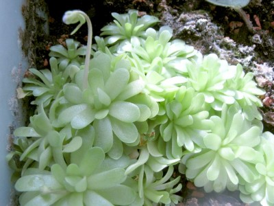 Pinguicula-11-2010.JPG