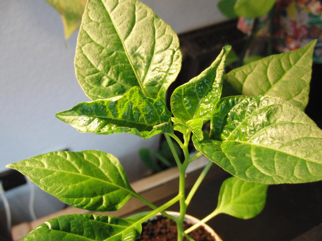 Chili Jungpflanze Sonnenbrand durch Lampe? · Pflanzenkrankheiten &  Schädlinge · GREEN24 Pflanzen & Garten Forum