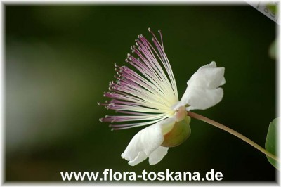 capparis_spinosa_bluete_1_-_300507.jpg