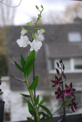 Orchis009yy.jpg