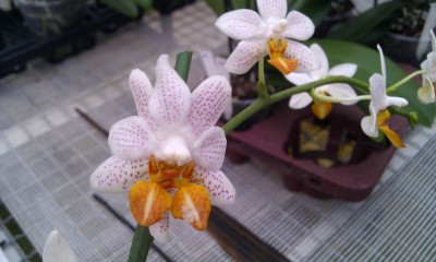 IMAG0038.jpg