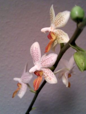 IMAG0042.jpg