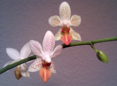 IMAG0040.jpg