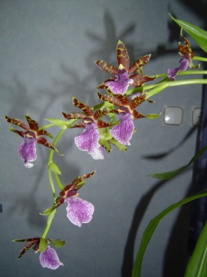 Zygopetalum.jpg