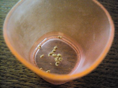 2. eingew.Samenvon Myrte.jpg