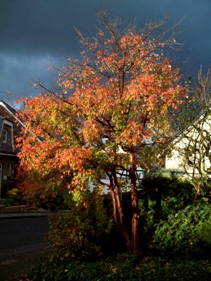 Ahorn - griesium 3 Licht und Schatten.jpg