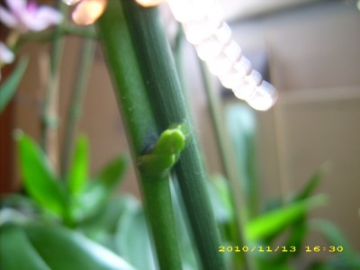 DSCI0028.JPG
