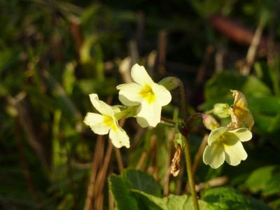 Primula alatior.jpg