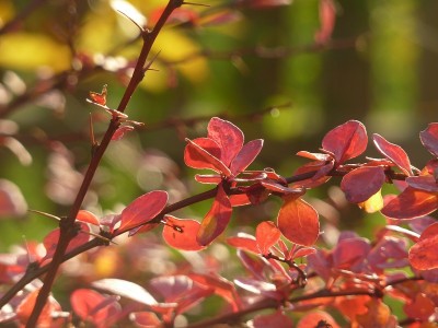 berberis thunbergii harlequin herbst.jpg