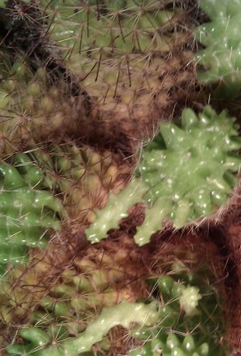 IMAG000911111.JPG