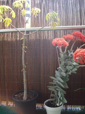 Baobab und Sukki.jpg