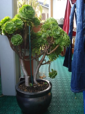 Aeonium arboreum.jpg