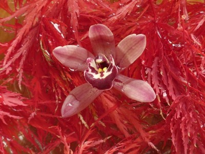 00_Acer_Orchideen_Cymbidium_Mini.jpg
