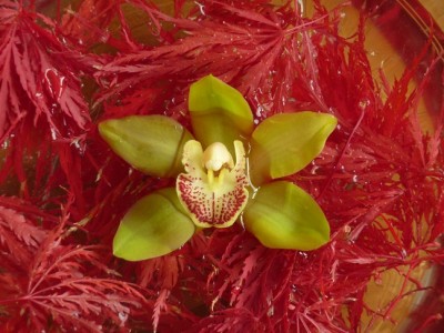 00_Acer_Orchideenn_Cymbidium_Ming_Pagoda.jpg