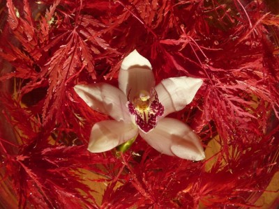 00_Acer_Orchideen_Cymbidium_White_Magic.jpg
