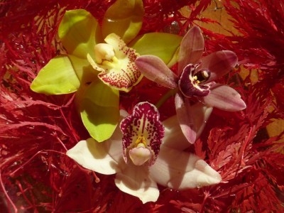 00_Acer_Orchideen_Cymbidium_Trio.jpg