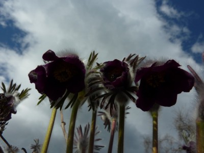 pulsatilla_nigricans1.jpg