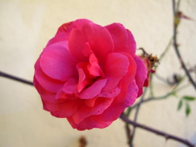 Kletterrose im November.JPG