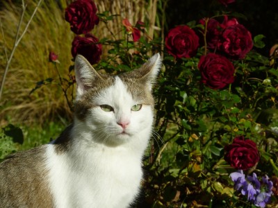 Baghira Rose Balmoral Castle.jpg