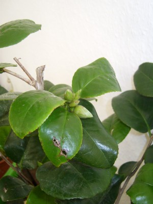 DSCI0009_1024x1365.JPG