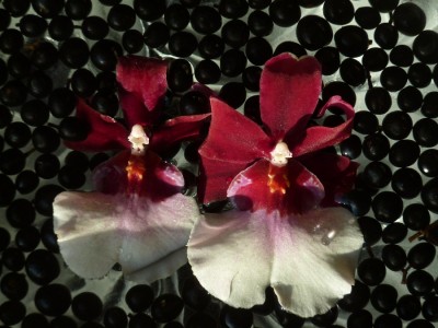 Cambria Barthley Schwarz.jpg