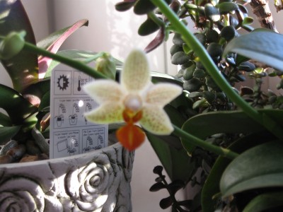 Phalenopsis Mini Mark 016.jpg