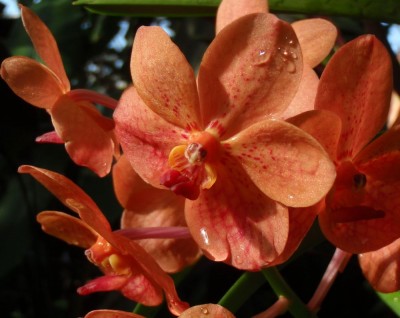 Vanda_orange_orchid1.jpg