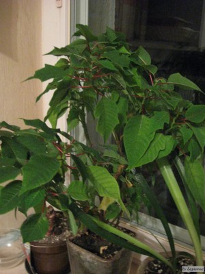 IMG_4425.JPG