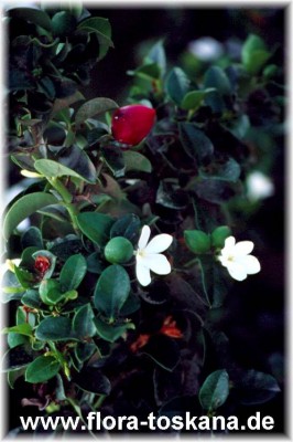 carissa_macrocarpa_-_dia.jpg