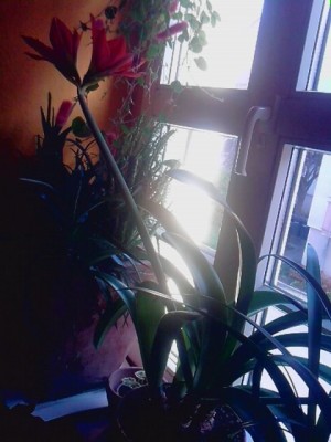 Blütentrieb..unbekannte,immergrüne Zwiebelpflanze.....JPG