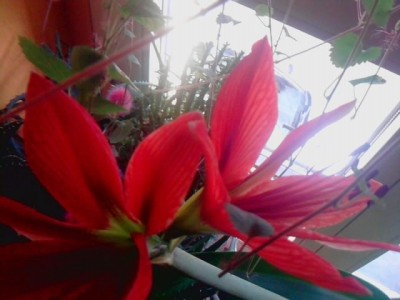 Blüten..unbekannte,immergrüne Zwiebelpflanze....JPG