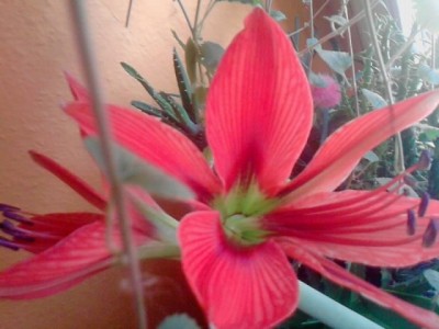 Blüte..unbekannte,immergrüne Zwiebelpflanze.JPG