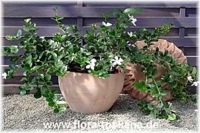carissa_macrocarpa_2_-_digi.jpg
