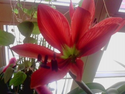 Blüte..unbekannte Zwiebelpflanze...JPG