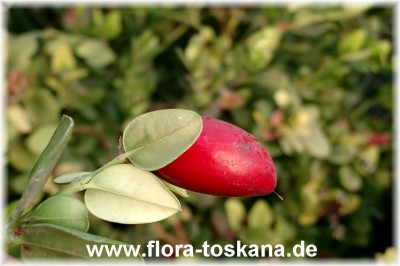 capparis_spinosa_naturstandordt_-_dia.jpg