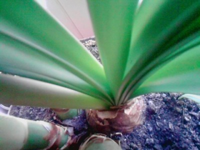 Brutzwiebel..mit Haemanthus albiflos im Topf.JPG