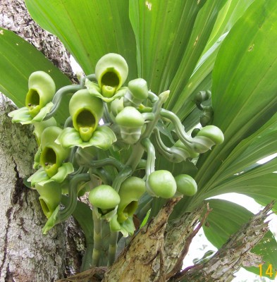 Orquídea desconocida, 14.11.2010 C.JPG