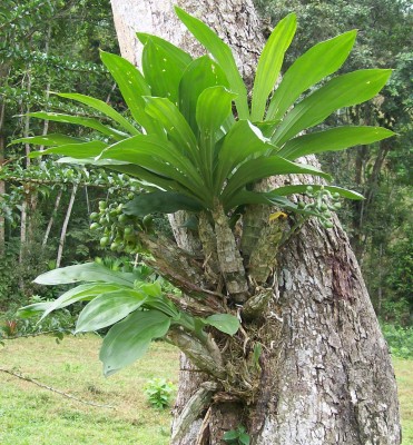 Orquídea desconocida, 14.11.2010 A.JPG
