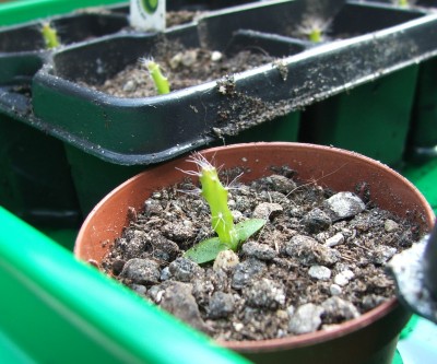 Pitahaya 03.08.10 pikiert a.jpg