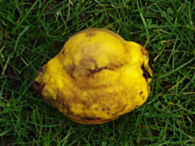 Quitte_Frucht.JPG