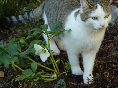 Baghira und Helleborus.jpg