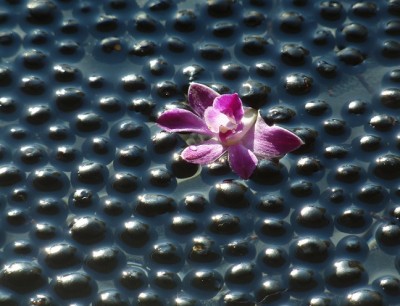 000Ligustrum Dendrobium kingianum .jpg