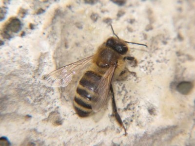 Megachile im November.jpg