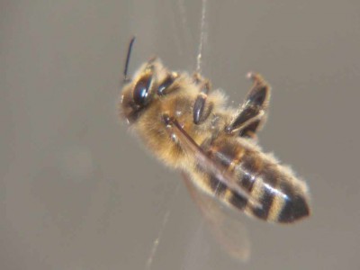 Wildbiene im Netz.jpg