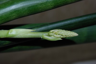 DSC_0234.JPG