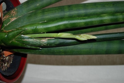 DSC_0233.JPG